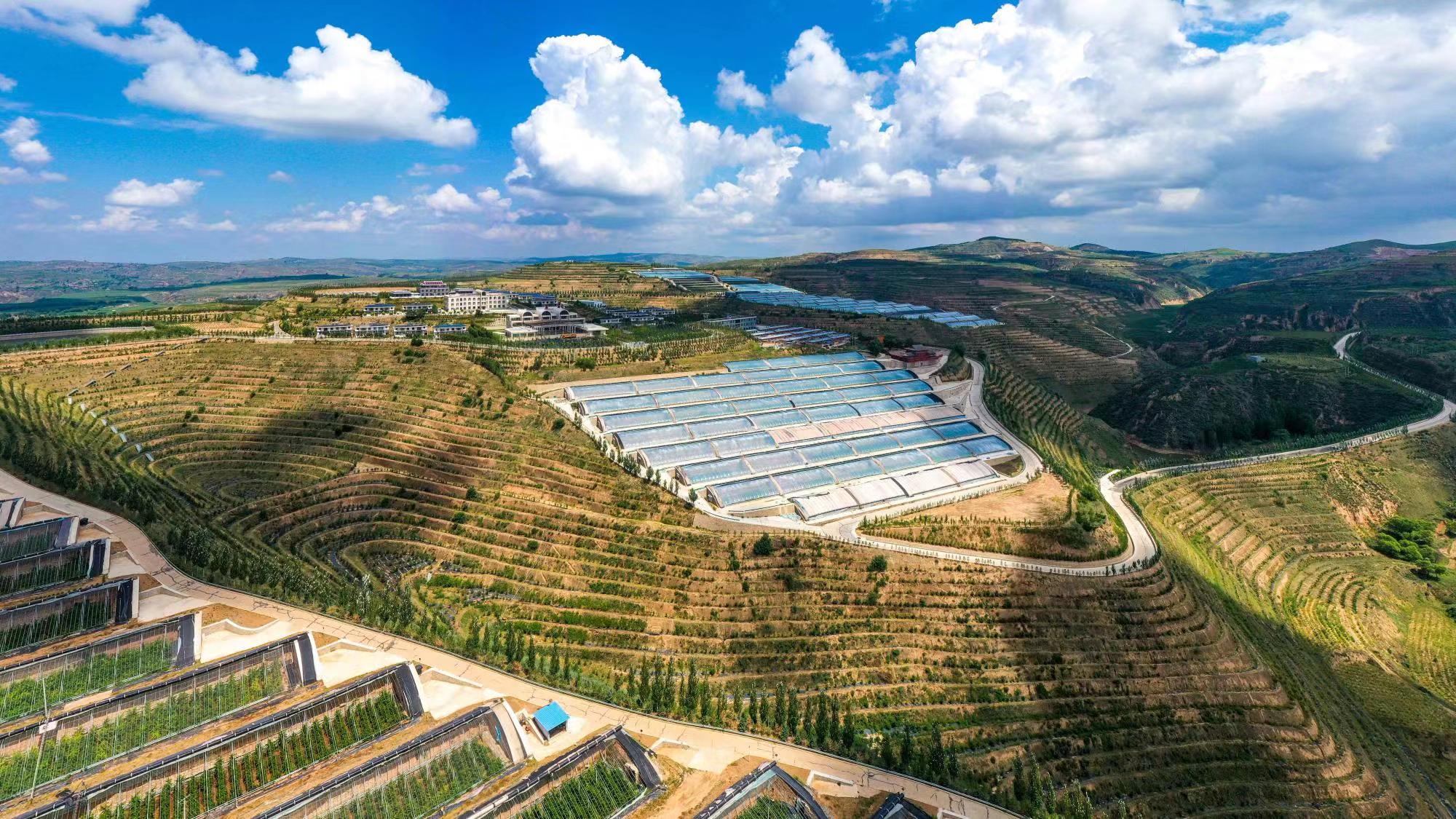 榆嶺窊村豐禾農(nóng)場(chǎng)的果蔬大棚。