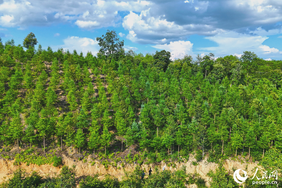 “一林三吃”的經(jīng)營模式豐富了林下經(jīng)濟(jì)的多樣性。人民網(wǎng) 李昌乾攝 “一林三吃”的經(jīng)營模式豐富了林下經(jīng)濟(jì)的多樣性。人民網(wǎng) 李昌乾攝