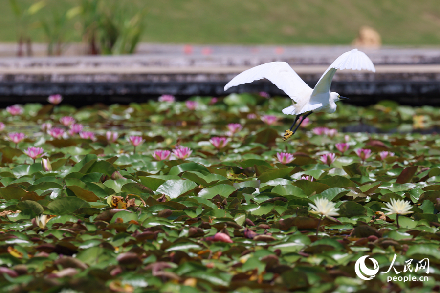 彩蓮滿塘鷺鳥飛。人民網(wǎng)記者 陳博攝