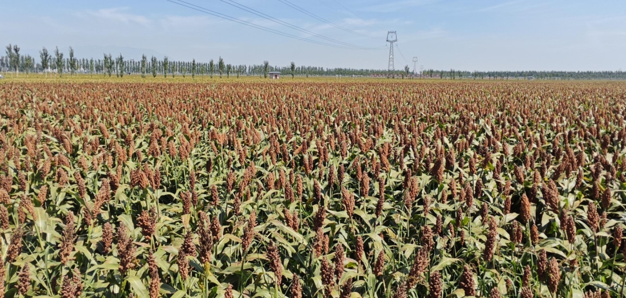 “汾享杏?！爆F代農業(yè)科技示范園。郝建攝