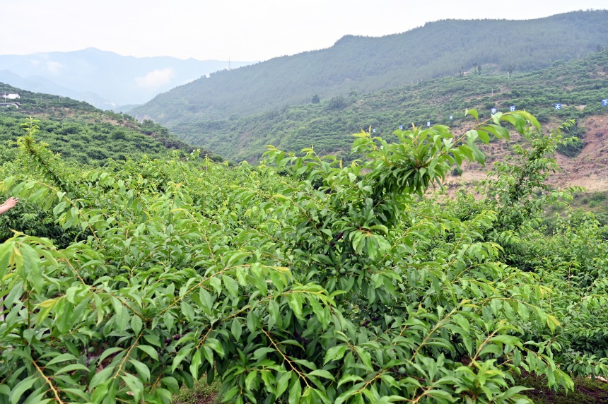 柑園村漫山遍野的脆李樹。鄒樂攝