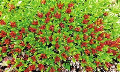 青藏墊柳。資料圖片