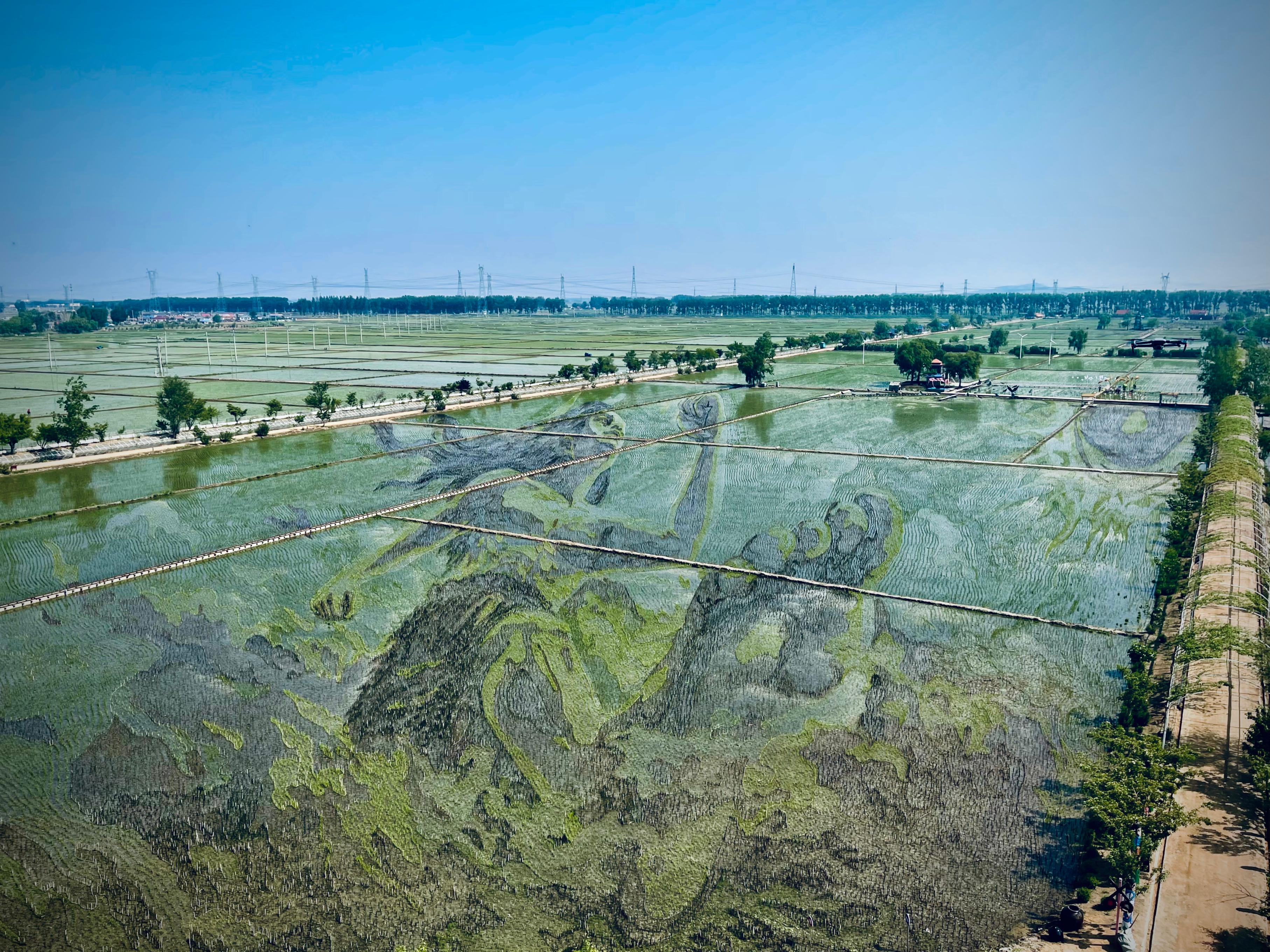 “歷史典故-夸父逐日”稻田畫(huà)。人民網(wǎng)記者 任妍攝