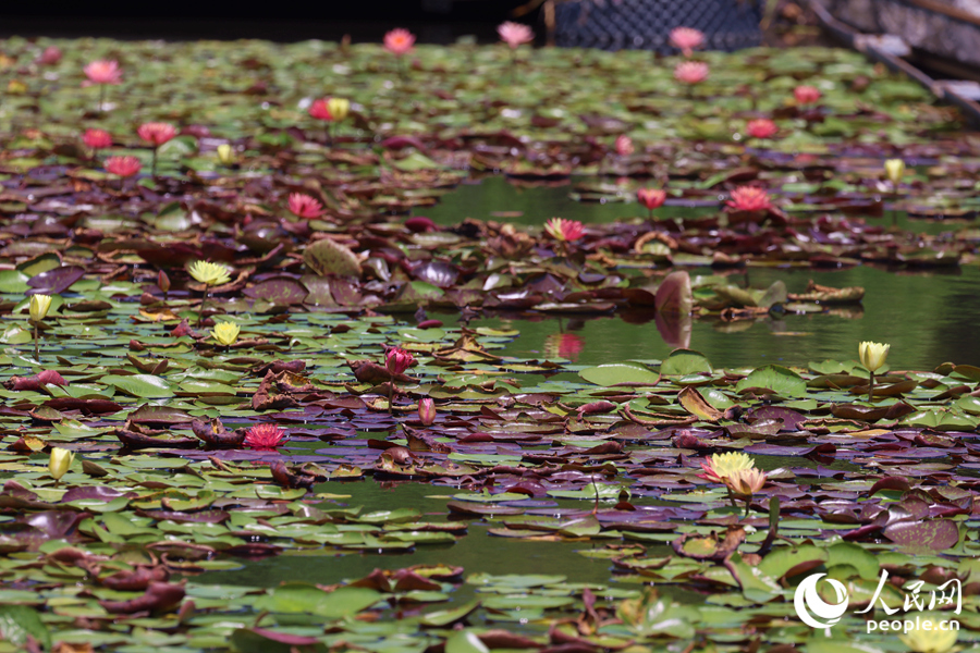 藏在繁花深處的3朵雙色睡蓮。人民網(wǎng)記者 陳博攝