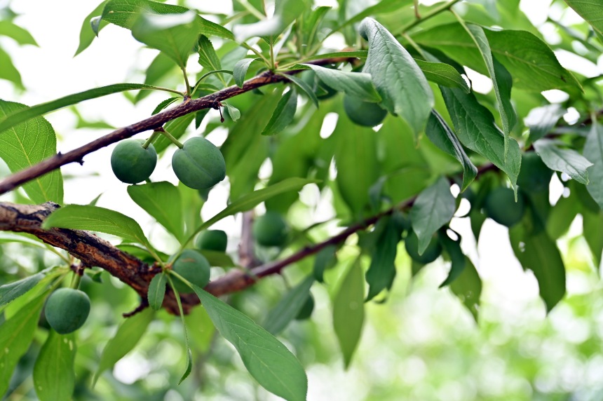 巫山縣曲尺鄉(xiāng)柑園村的脆李樹掛滿青果。鄒樂攝