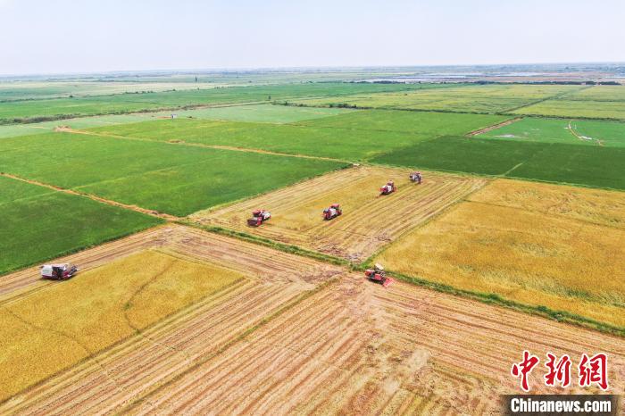 圖為在南昌縣大田農(nóng)社，收割機(jī)正在收割早稻?！⒘?攝