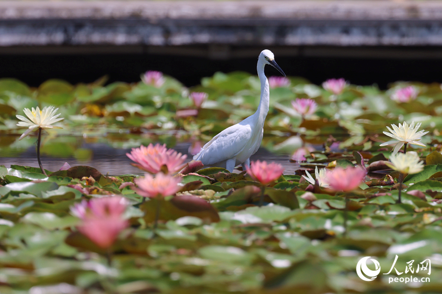 白鷺在睡蓮盛開的池塘中流連。人民網(wǎng)記者 陳博攝
