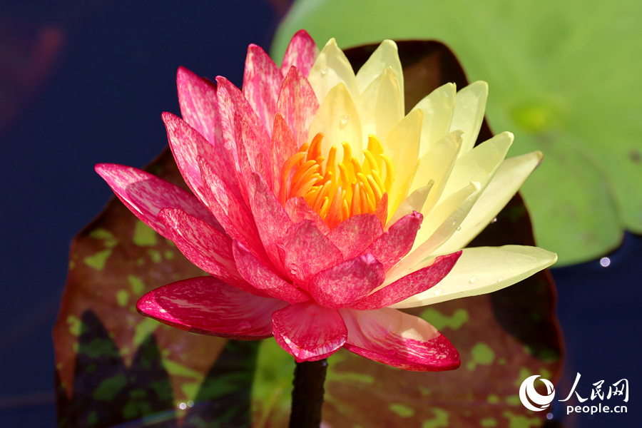 廈門海灣公園中，雙色睡蓮嬌艷欲滴。人民網(wǎng)記者 陳博攝