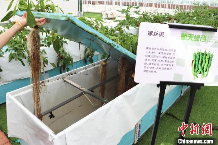 圖為在南昌市紅谷灘區(qū)元宇宙·VR數(shù)字農(nóng)業(yè)示范基地氣霧培養(yǎng)車間里，螺絲椒長勢(shì)良好?！⌒苠\陽 攝