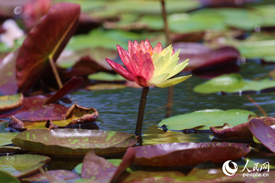 亭亭玉立于水中央的雙色睡蓮。人民網(wǎng)記者 陳博攝