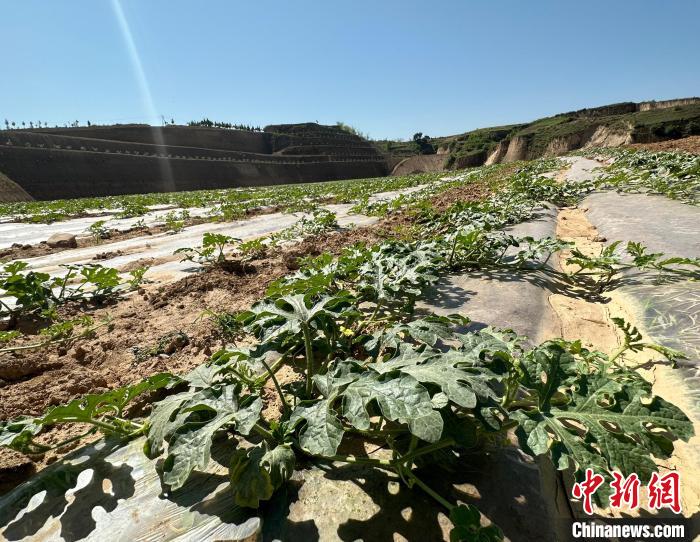 當(dāng)前，西瓜正值快速生長(zhǎng)期?！⑿〖t 攝