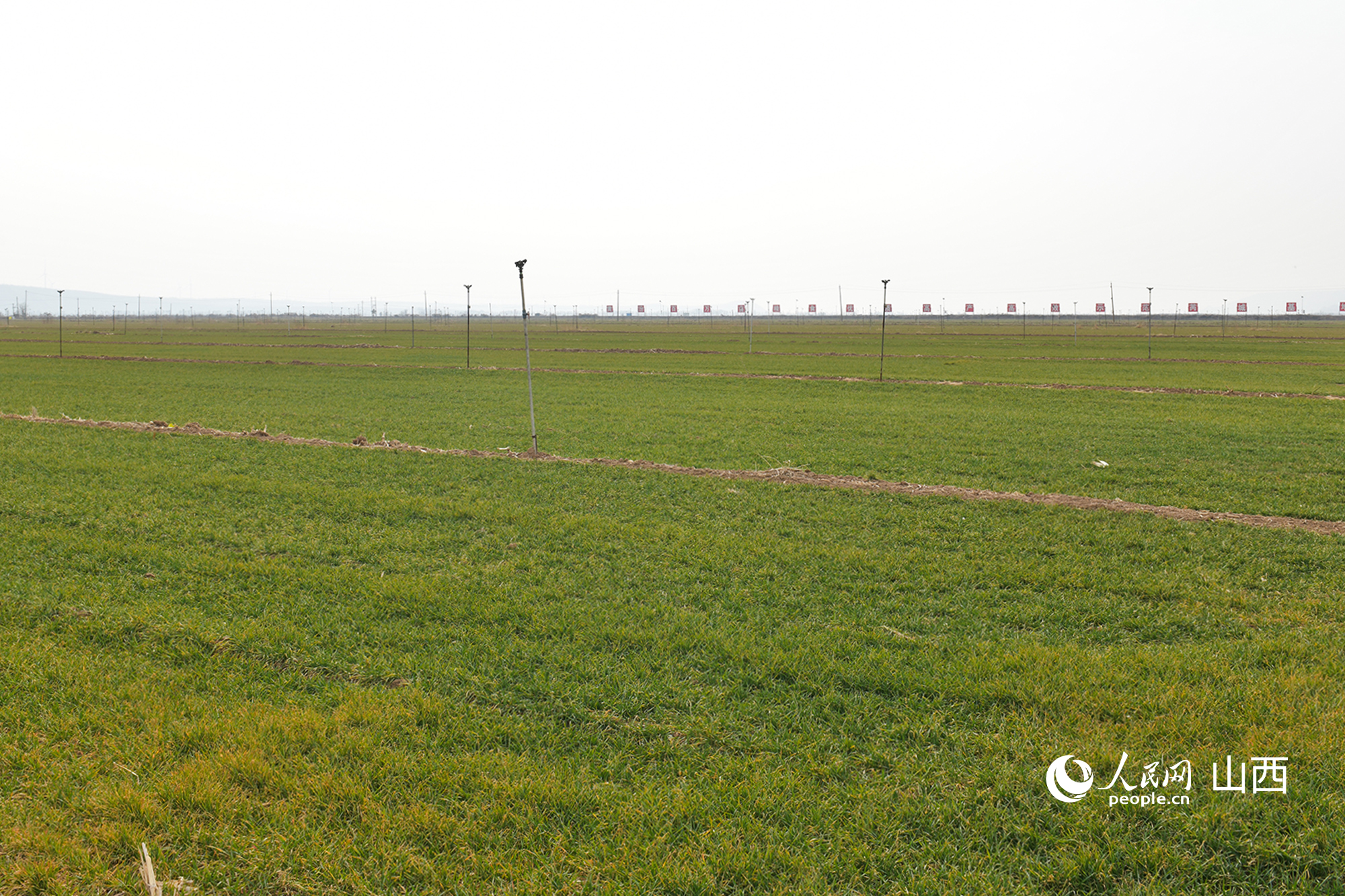 山西省運(yùn)城市芮城縣返青的冬小麥。人民網(wǎng)記者 焦搏文攝