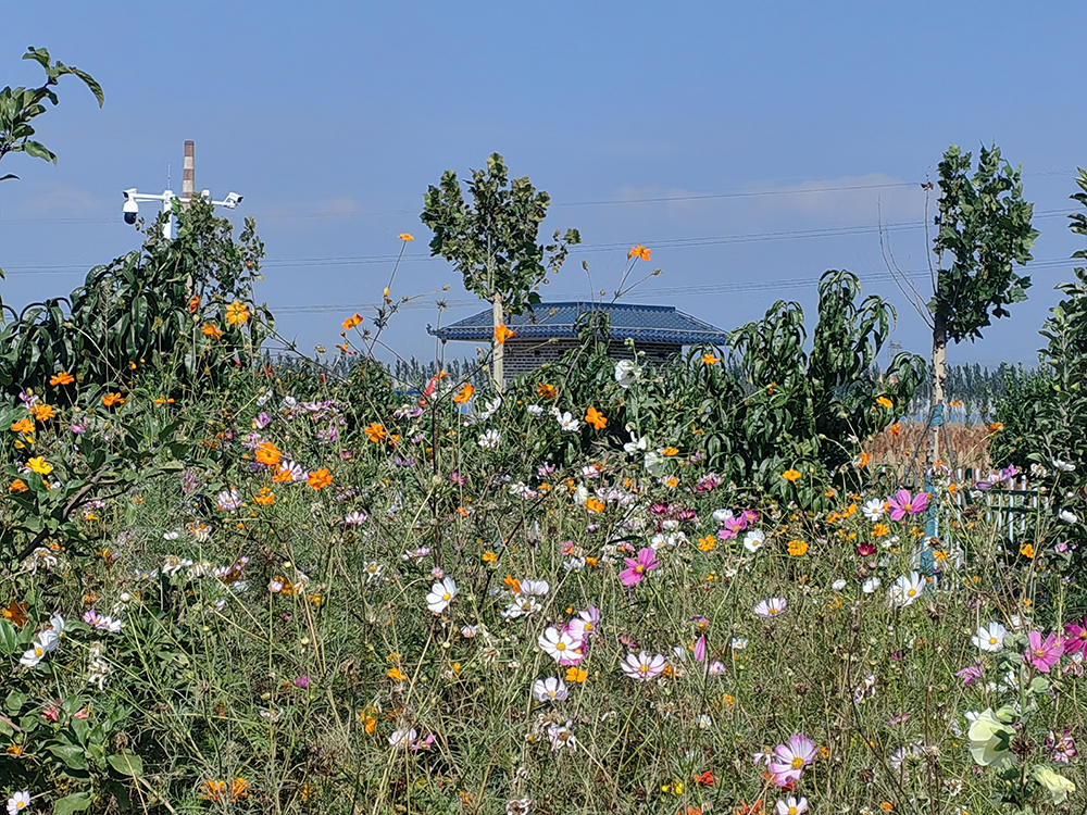 西馬寨村休閑小廣場。人民網記者 趙芳攝