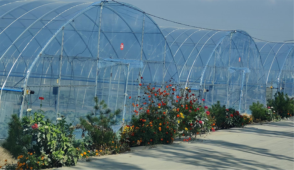 西馬寨村大棚種植。人民網記者 趙芳攝