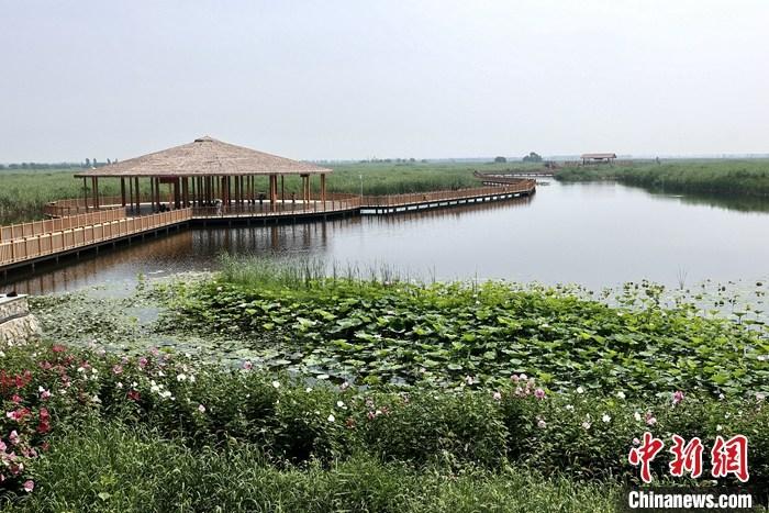 從完成頂層設(shè)計(jì)到如火如荼大規(guī)模建設(shè)，六年來(lái)，雄安新區(qū)如春天的竹子一般拔節(jié)生長(zhǎng)，這座承載千年大計(jì)的“未來(lái)之城”已雄姿初顯。從“一張白紙”開(kāi)始著墨，如今的雄安新區(qū)已是濃墨重彩的“山水畫”。<a target='_blank' href='/'>中新社</a>記者近日走訪了雄安新區(qū)多地，從“藍(lán)綠金”三色感受這座“未來(lái)之城”的巨大變化。圖為7月20日，河北白洋淀上荷花滿淀、蘆花搖曳。 <a target='_blank' href='/'>中新社</a>記者 易海菲 攝